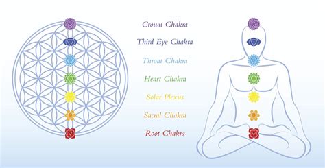 Solar Plexus Anatomy