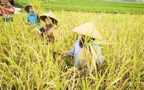 Petani Desa Sawahan Mulai Panen Padi