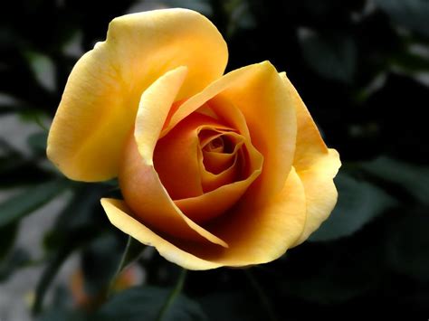 Yellow Rose Close Up Photography · Free Stock Photo