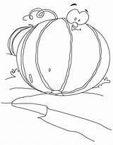 Melon cantaloupe coloring page  Download Free sketch template