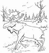 Realistic Animal Coloring Page Moose  MelodyilRose sketch template