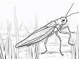 Coloring Fun With Grasshoppers  Page sketch template