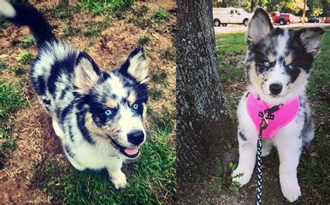 Australian Shepherd Siberian Husky Mix - Is It Worth To Adopt? 🐕‍🦺 ...