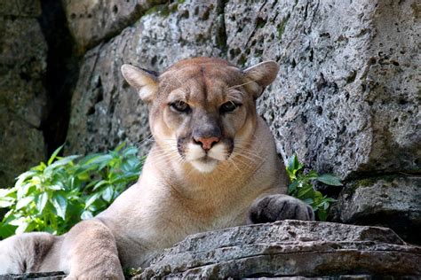 クーガー, マウンテンライオン, 動物の無料の写真素材