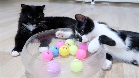 Cats and Ping‐Pong Ball - YouTube