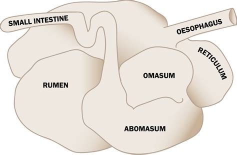 Basic Ruminant Anatomy - AgSolutions