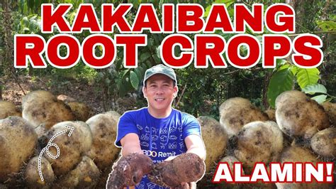 HARVESTING LESSER-YAM (TUGI ROOT CROPS) | Biyaherong Batangueno - YouTube