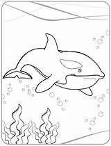 Killer whale Coloring Pages To Download And Print For Free sketch template