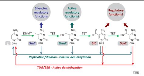 Figure 1 from Potential functional roles of DNA demethylation ...