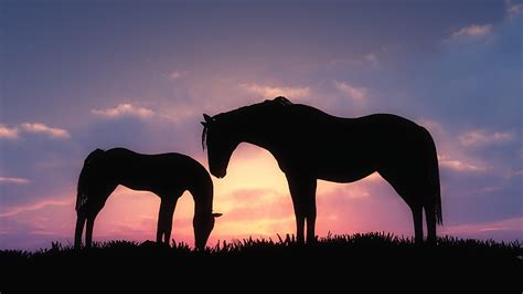 HD wallpaper: two silhouette of horses, animals, baby animals, sunset, sky | Wallpaper Flare