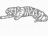Free Printable Tiger Coloring Pages For Kids sketch template