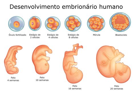 Desenvolvimento Embrionário Humano - Embriologia e Biologia - InfoEscola