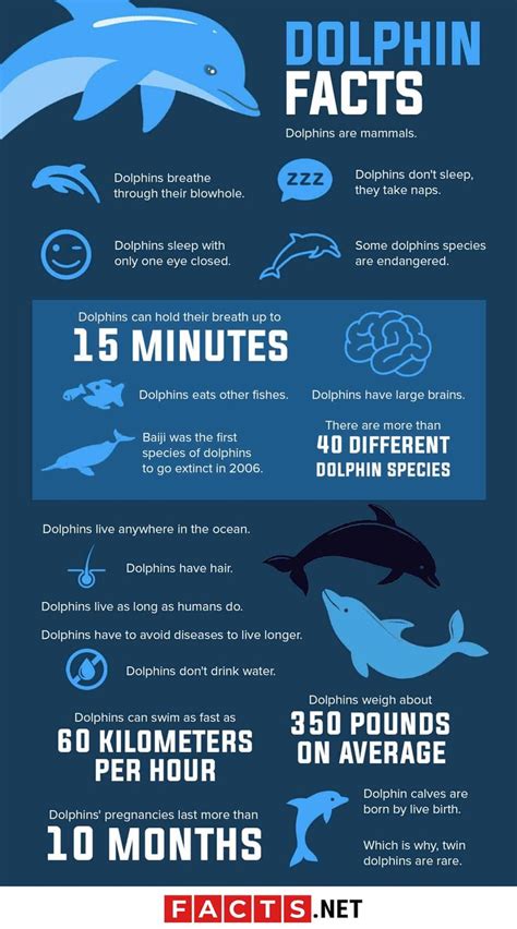 65 Playful Dolphin Facts To Entertain You - Facts.net | Dolphin facts, Biology facts ...