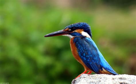 Kingfisher Bird, HD Birds, 4k Wallpapers, Images, Backgrounds, Photos and Pictures