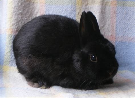 Netherland Dwarf Rabbit: Facts, Personality, and Care, with Pictures