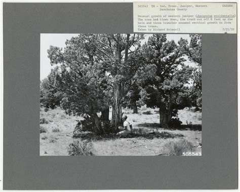 Tree Identification - Juniper: Western, National Forest Service photograph. - PICRYL - Public ...