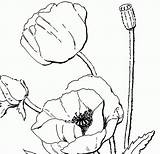Poppy Flower Coloring Pages sketch template