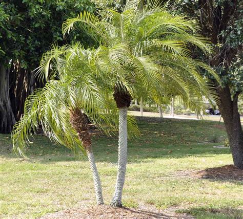 Growing Phoenix Palms (Date Palms) Indoors