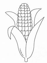 Corn Indian Drawing Coloring Clipartmag Sketch Page sketch template