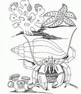 Underwater Coloring Pages  Home sketch template