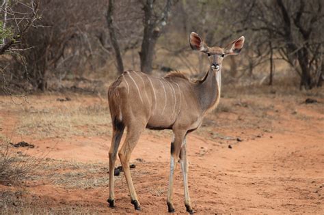 Trophy Kudu Hunting In South Africa | Big Game Hunting Adventures