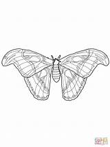 Simple Moth Coloring Pages sketch template