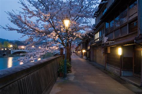 5 Recommended Spots to See Beautiful Cherry Blossoms in Kanazawa | Articles by K's House Hostels