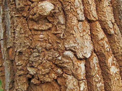 Lesions In Tree Bark Free Stock Photo - Public Domain Pictures