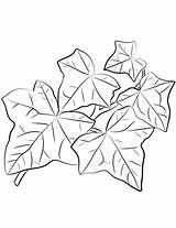 Common Ivy Leaves coloring page  Free Printable Coloring Pages sketch template