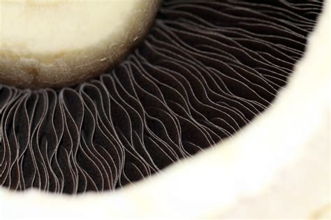 94 Fantastic Free Images for a Mushroom Wallpaper, Background or Texture