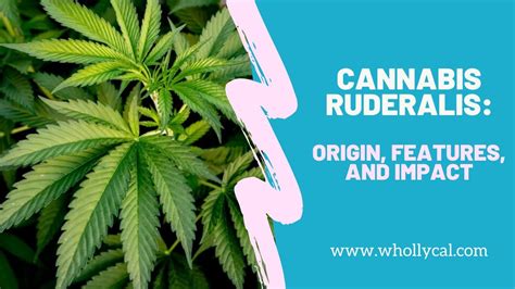 What is Cannabis Ruderalis? - YouTube