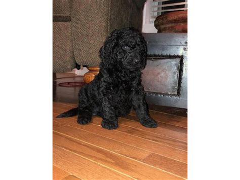 F1B Medium-sized Goldendoodle puppy for sale Knoxville - Puppies for Sale Near Me