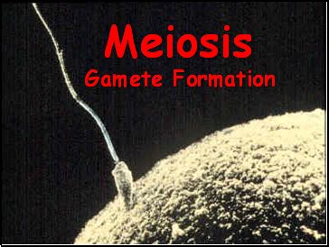 Download presentation Meiosis Gamete Formation