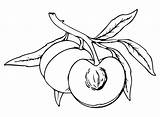 Peaches Coloring Pages Printable For Free Download sketch template