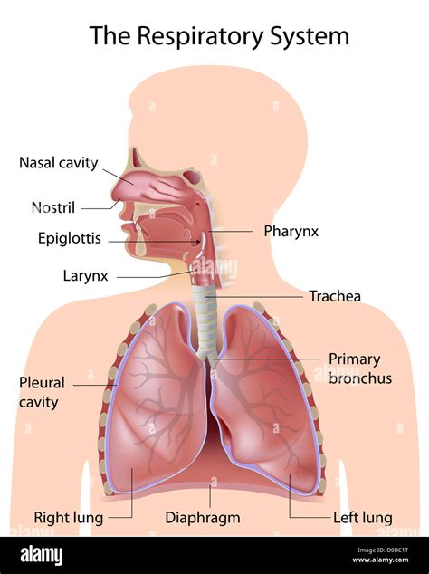 The respiratory system, labeled Stock Photo - Alamy