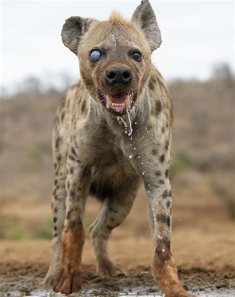 🔥 This spotted hyena has seen some things 🔥 : r/NatureIsFuckingLit