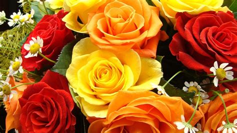 Red And Yellow Roses Flowers HD Wallpapers - Wallpaper Cave