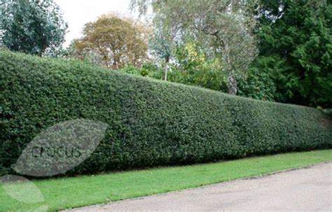 Tea Olive hedge to line our driveway. It blooms with beautiful white lace like flowers and many ...