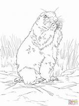 Black Tailed Prairie Dog coloring Page  Free Printable Coloring Pages sketch template