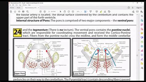 neuroanatomy - YouTube