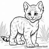 Bobcat Coloring Pages  Free & Printable sketch template