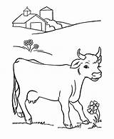 Cows Favorite Flower Coloring Pages  Kids Play Color sketch template