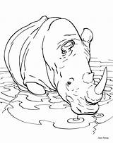 Rhino Colouring Pages  Coloring Home sketch template