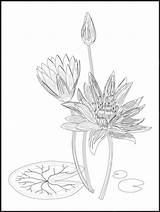 Premium Vector  Hand drawn Illustration Flower coloring Page Best sketch template