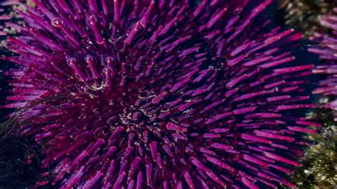 Microplastics Pollution Leads To Death Of Sea Urchin Larvae