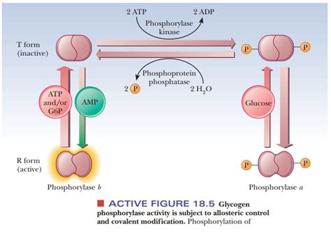 How is glycogen metabolism controlled?