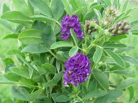 Lucerne flower | Pretty flowers, Planting herbs, Plant pictures