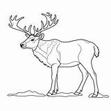 Caribou Coloring Pages – Coloring Corner sketch template