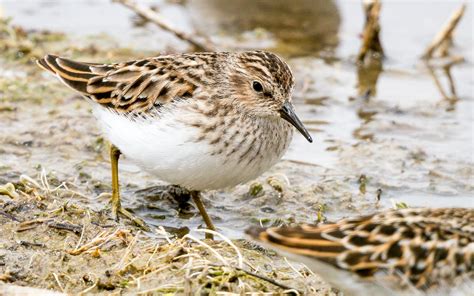 Least Sandpiper | Audubon Field Guide