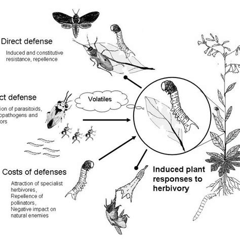 (PDF) Plant defense against herbivorous insects